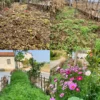 Flowering Mixed Perennial Wildflower Seeds - Thumbnail Image 6
